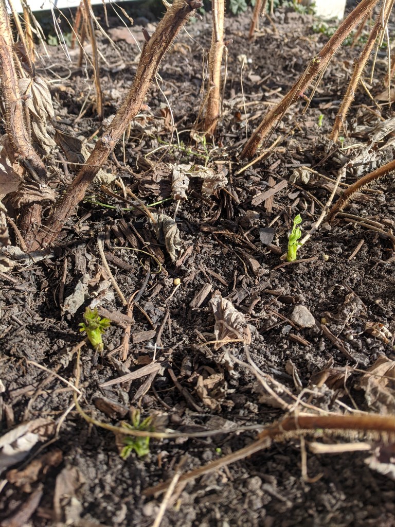 Green shoots at the base of my raspberry bush. A sight for sore eyes.