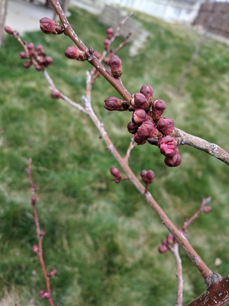 My apricot tree is almost in bloom.