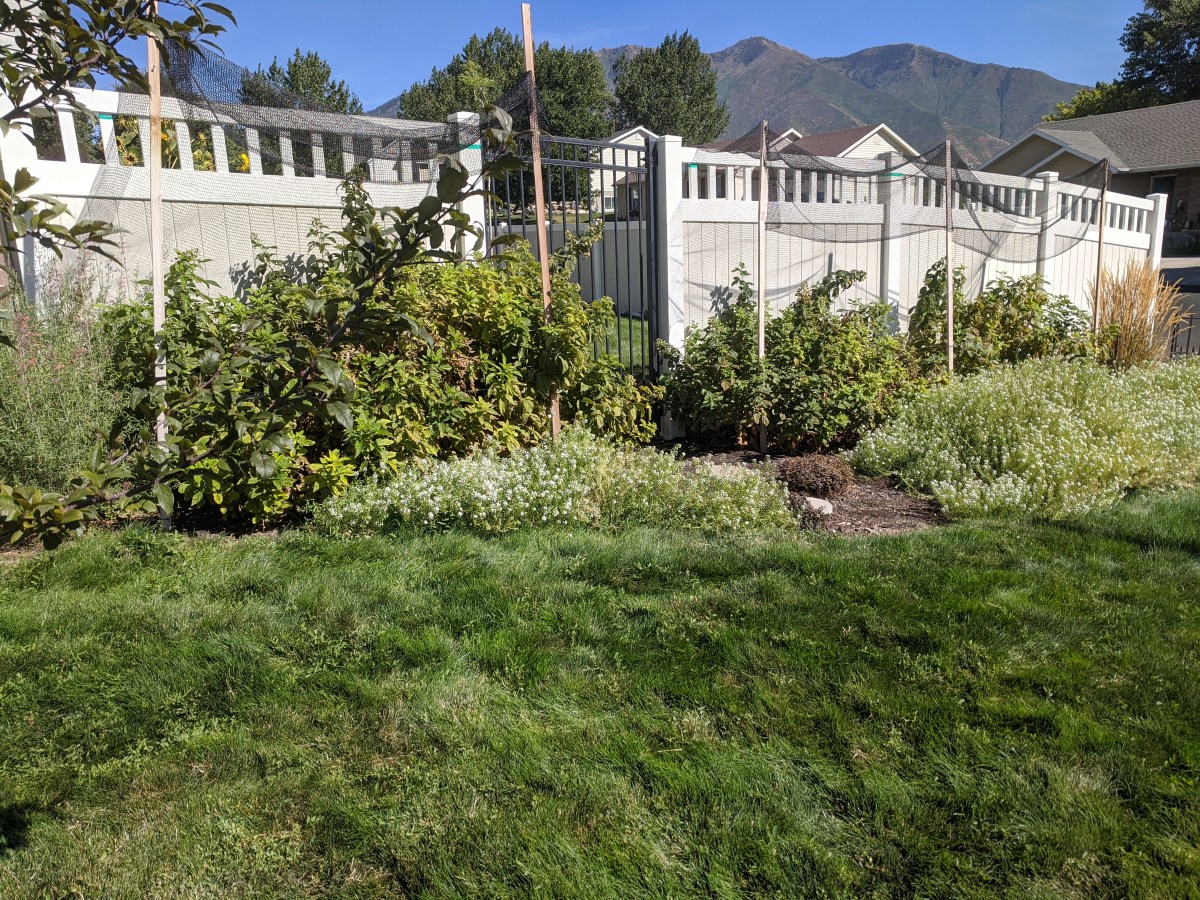 the jury’s still out on growing&nbsp;raspberries