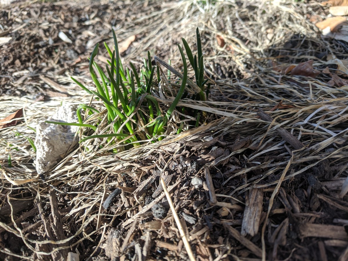 the first green,&nbsp;2021