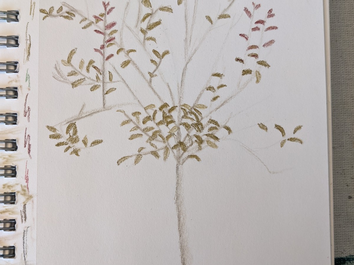 drawing: big cis plum&nbsp;tree