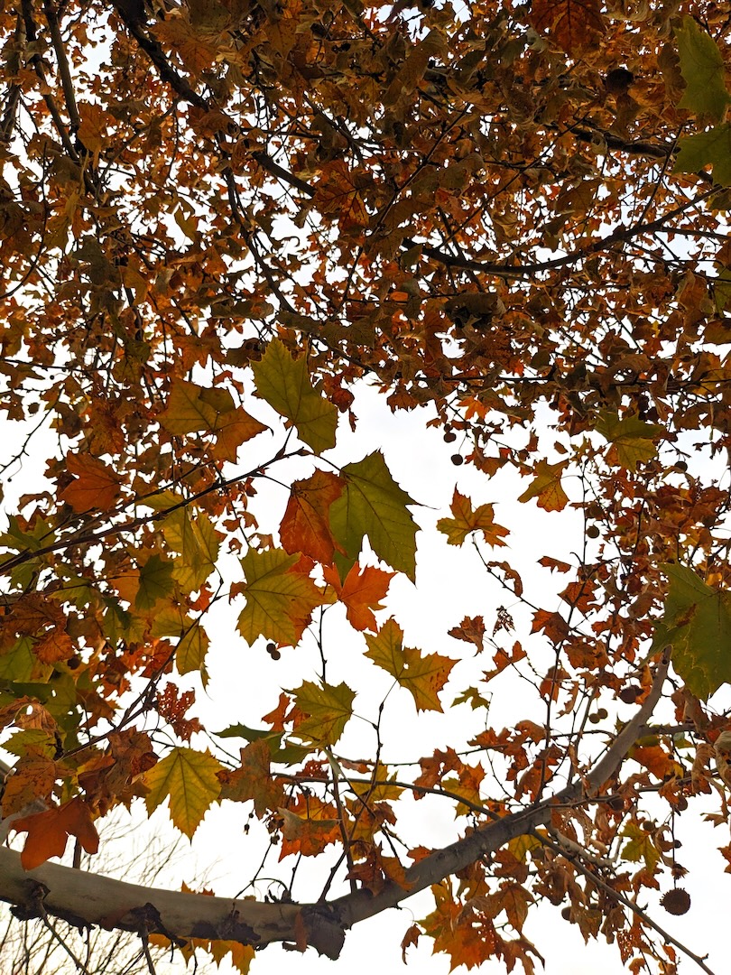 autumn, trees, and&nbsp;atlanta